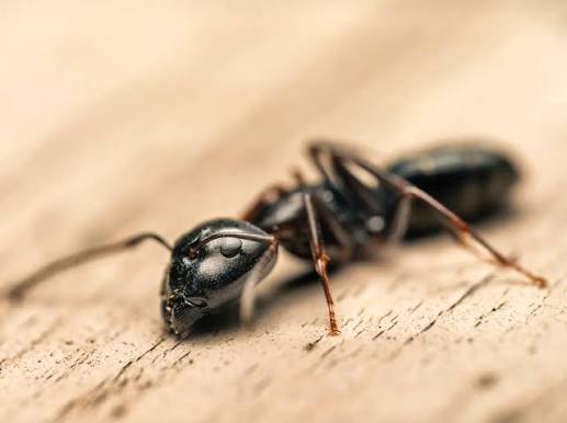This is another image of an ant's face, captured by photographer Abdul  Latif using a mirrorless camera. This shot also highlights the insect's  eyes, while the first photo in this thread only