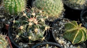 Para entender cómo se cuidan los cactus en su hábitat natural hay que saber cómo es el clima de allí. Mksvrnt46ee8cm