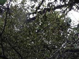 Image result for Viscum tuberculatum