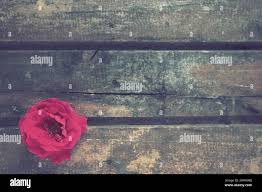 One day old rose hi-res stock photography and images - Page 6 - Alamy