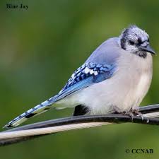 Jays Corvidae North American Birds Birds Of North America