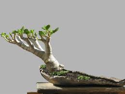 In this video i show how to prune a jade plant (crassula ovata) which has become straggly. 4 Steps To Prune The Perfect Jade Bonsai World Of Succulents Jade Plant Bonsai Jade Bonsai Bonsai Pruning