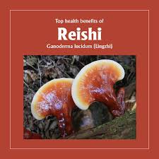 Image result for Ganoderma lucidum