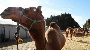 Day 1 (0 to 24 hours). Australian Camel Milk Production Cranks Up To Cater For Global Demand