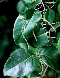 Image result for Gnetaceae