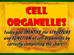 Cell Organelles Today You Identify The Structure And