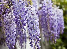 The 25 Most Dangerous Plants For Your Pet Wisteria Tree Plants That Repel Bugs Flowering Trees