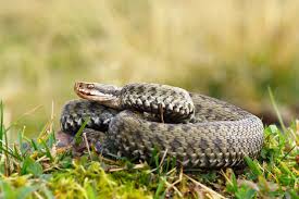La majorité des serpents de france ne sont pas venimeux et d'autres sont quasiment inoffensifs. Existe T Il Des Serpents Dangereux En France