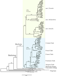Image result for Neuracanthus africanus