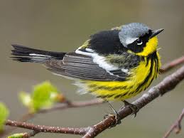 Small Yellow Bird With Black And White Wings Pin On Birds Of North America