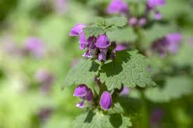 The unusual common name of dead nettles alludes to the fact that, while it resembles stinging nettles, the stingers are dead on l. Purple Deadnettle Identify Use And Control Deadnettle Weeds In Your Garden