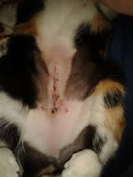 An infected spay incision requires immediate veterinary attention. Opinions On Cat S Scar From Spaying Photo Included Thecatsite