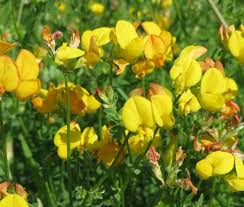Image result for Lotus corniculatus