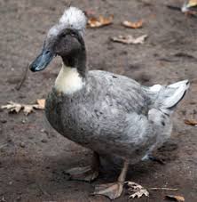 We did not find results for: Blue Crested Ducks