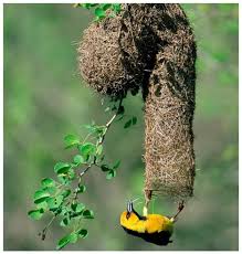 Удивительные гнезда птиц