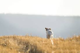Datum start 4 juli 2013; Hund Lauft Weg Erfahre 6 Grunde Und Gegenmassnahmen Tractive