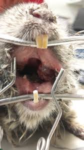 Maybe you would like to learn more about one of these? Ambulatory Exotic And Nontraditional Species Medicine Veterinary Clinics Exotic Animal Practice