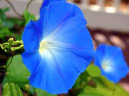13 Common Flowers That Are Poisonous You Never Knew Garden Vines Climbing Vines Flowers
