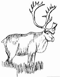 Reindeer coloring pages (caribou) enjoy free printable reindeers coloring pages to color, paint or crafty educational projects for young children and the young at heart. Moose Coloring Pages For Kids Pdf Printable Free Coloring Sheets Coloring Pictures Of Animals Animal Coloring Pages Animal Coloring Books