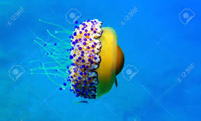 Fried egg jellyfish can also refer to another species of jellyfish morphologically similar to phacellophora camtschatica. Mediterranean Fried Egg Jellyfish Cotylorhiza Tuberculata Stock Photo Picture And Royalty Free Image Image 131989292