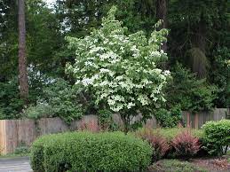 Nebraska And Iowa Dogwood Trees Arbor Hills Trees Dogwood Trees Trees To Plant Dogwood