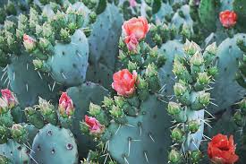 Whereas, in recent years, the prickly pear cactus has been successfully exported and naturalized to tropical areas around the world how to eat a prickly cactus pear. Prickly Pear Cactus In Bloom Photograph By Arina Anoschenko