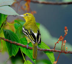 Download lagu suara burung dudut mp3 secara gratis di suara burung dudut. Cipoh Kacat Wikipedia Bahasa Indonesia Ensiklopedia Bebas