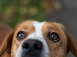 Eye Injuries In Dogs Causes Treatment