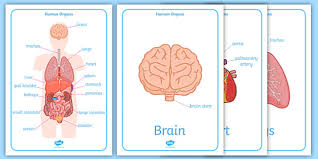 A group of organs whose jobs are closely related are often. Free Human Body Poster Teacher Made