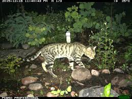 Our pestrol feral cat trap is safe for both humans and feral cats, and are quickly becoming the most trusted name in pest control solutions. Feral Cats Cover Over 99 8 Of Australia