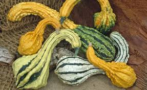 Zierkurbis Giftig Oder Essbar Kurbis Herbst Gemuse Kurbisse