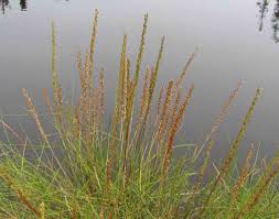 Image result for Juncaginaceae