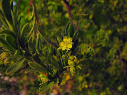 Image result for Surianaceae