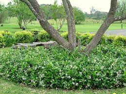 We did not find results for: Star Jasmine 2 By The6tees Jasmine Ground Cover Ground Cover Star Jasmine Ground Cover