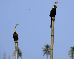 Image of Kumarakom Bird Sanctuary Kumarakom