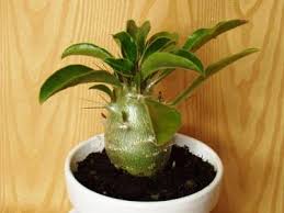 Image result for Pachypodium saundersii