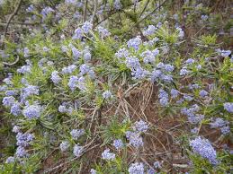 Image result for Phyllanthus crassinervius