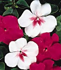 Image result for Impatiens wallerana