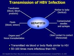 Related Image Desktop Hepatitis B Diagram Chart