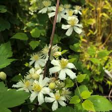 Maybe you would like to learn more about one of these? Clematis Summer Snow Paul Farges Alfred Forster Ag