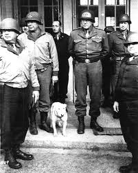 Pin On Famous Dogs