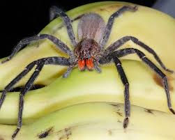 Năzdrăvanii din pădure dublat in romana desene animate online. Dead Paianjeni Citesc Cei Mai PericuloÈi PÄianjeni Din Lume