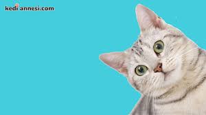 American Shorthair Kisa Tuylu Kedi Cinsleri Kediannesi Com