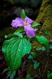 Do you suggest installing native plants? 53 Ohio Native Plants Ideas Native Plants Plants Perennials