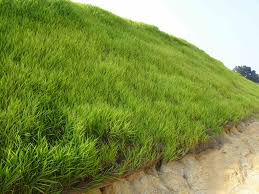 Long grass for soil protection