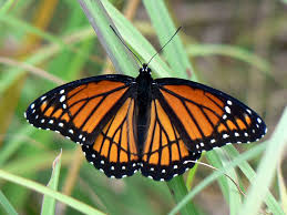 This introduction to texas butterflies provides only a few butterfly pictures. Orange Colored Butterflies Butterfly Colors