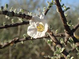 Image result for Rhigozum trichotomum