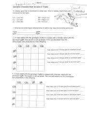 Dihybrid cross answer key continue with more related ideas such dihybrid cross punnett square worksheet answer, answer key codominance worksheet blood types and monohybrid cross worksheet answers. Dihybrid Cross Practice D Ihii C0023 45 Name Genetic Crosses That Involve 2 Traits In Rabbits Grey Hair Is Dominant To White Hair Also In Rabbits Course Hero