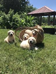 Golden retriever puppies for sale new jersey. Litter Of 9 Golden Retriever Puppies For Sale In Vernon Nj Adn 34769 On Puppyfinder Com Gender Male S And Puppies Golden Retriever Litter Golden Retriever