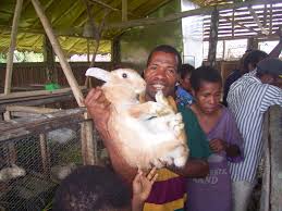 Starting a rabbit farming business does not need much money like every other business do, rather it requires that the entrepreneur have a knowledge about animal husbandry and how one female rabbit is capable of producing up to 50 kits in a year. How To Start A Rabbit Farming Business In Nigeria Udeozochibuzo Blog